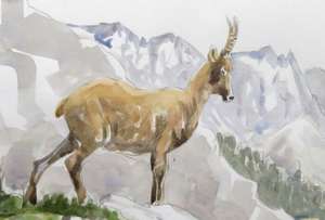 ibex